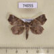 74055p Noctuidae Tamba diaphora Vietnam $18