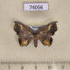 74056p Drepanidae Gogana sp. specularis f Vietnam $12