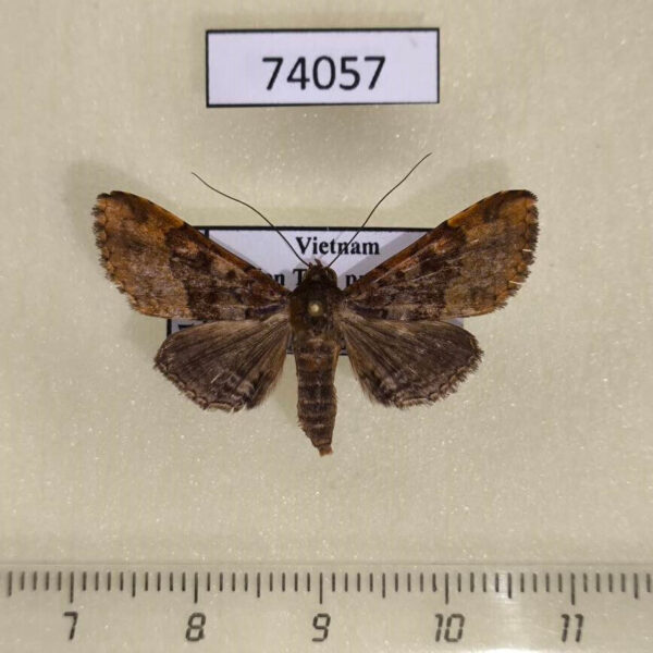 Noctuidae Diascia hayesi Vietnam