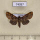 74057p Noctuidae Diascia hayesi Vietnam $12