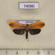 74060p Crambidae Tyspanodes fascialis Vietnam $8