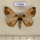 74064p Bombycidae Andraca nobilorum Vietnam $15