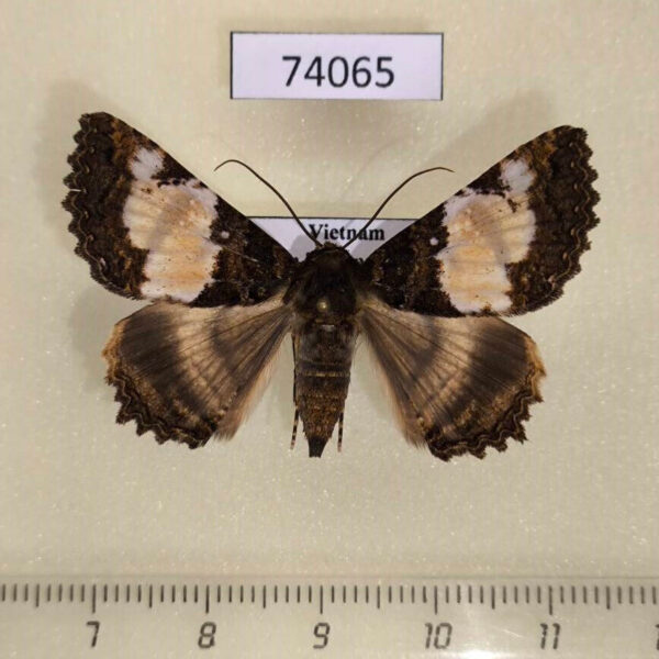 Noctuidae Daddala lucilla f Vietnam