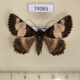 74065p Noctuidae Daddala lucilla f Vietnam $20