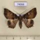 74066p Noctuidae Daddala lucilla f Vietnam $10