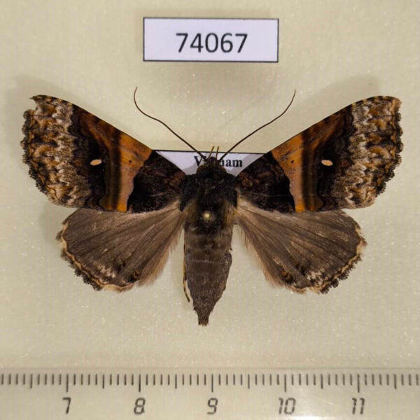 Noctuidae Avatha uloptera f Vietnam