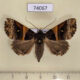 74067p Noctuidae Avatha uloptera f Vietnam $13