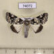 74072p Noctuidae Bamra lepida Vietnam $20