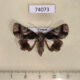 74073p Noctuidae Aedia sp. f Vietnam $6