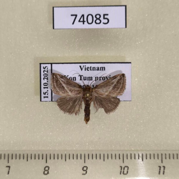 Noctuidae sp. Vietnam