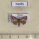 74085p Noctuidae sp. Vietnam $4