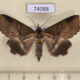 74088p Noctuidae Ercheia kebea Vietnam $12
