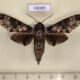 74089p Sphingidae Dolbina inexacta Vietnam $8