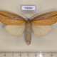 74094p Notodontiidae Periergos rusatus f Vietnam $18
