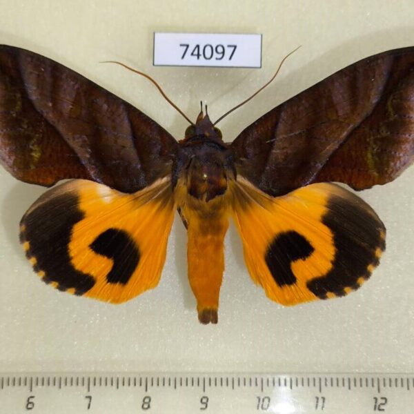 Noctuidae Eudocima homaena Vietnam