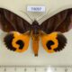 74097p Noctuidae Eudocima homaena Vietnam $18