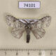 74101p Lymantridae Lymantria defreinai Vietnam $10