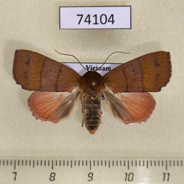 Noctuidae Xenochroa trilineata f Vietnam