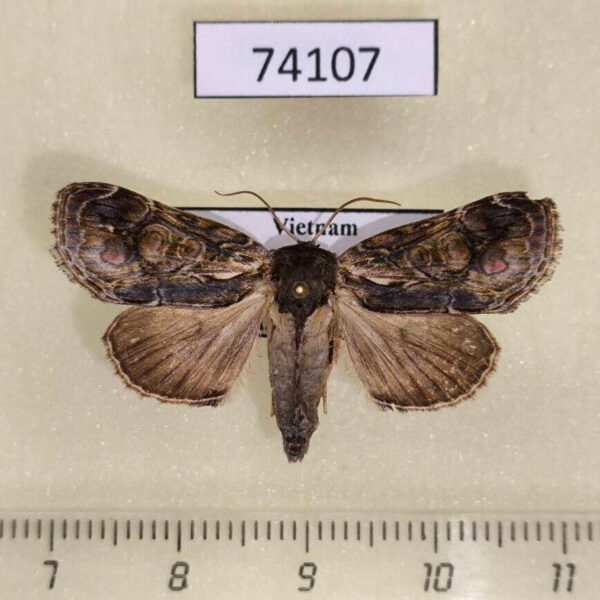 Noctuidae Triorbis annulata f Vietnam