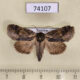 74107p Noctuidae Triorbis annulata Vietnam $7