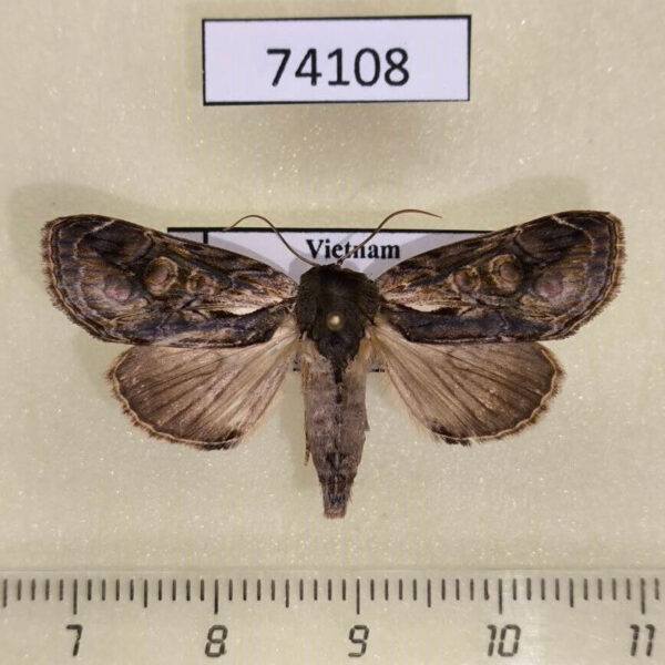 Noctuidae Triorbis annulata f Vietnam