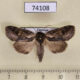 74108p Noctuidae Triorbis annulata Vietnam $10