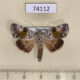 74112p Noctuidae Blenina quinaria Vietnam $7