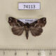 74113p Noctuidae Callopistria maillardi Vietnam $7