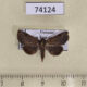 74124p Noctuidae Rhesala fusiformis Vietnam $10