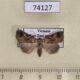 74127p Noctuidae sp. Vietnam $9