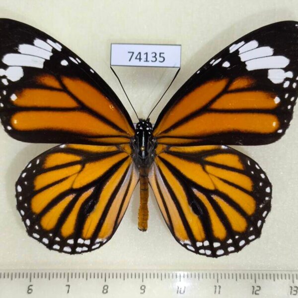 Nymphalidae Danaus genutia Vietnam
