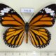 74135p Nymphalidae Danaus genutia Vietnam $8