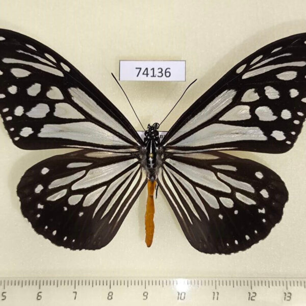 Nymphalidae Parantica melaneus Vietnam