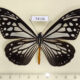 74136p Nymphalidae Parantica melaneus Vietnam $13
