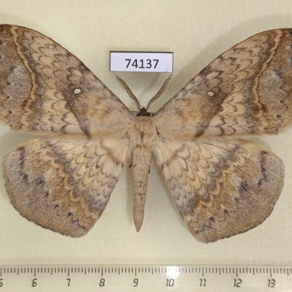 Eupterotidae Eupterote patula Vietnam