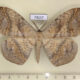 74137p Eupterotidae Eupterote patula Vietnam $12