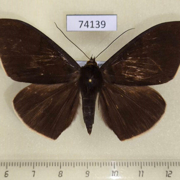 Noctuidae Lygniodes ciliata Vietnam