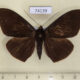 74139p Noctuidae Lygniodes ciliata Vietnam $8
