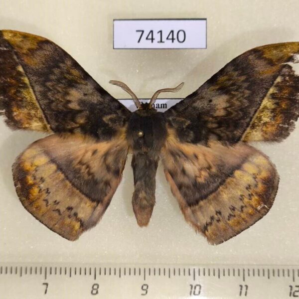 Eupterotidae Apha horishana Vietnam