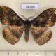 74140p Eupterotidae Apha horishana Vietnam $6