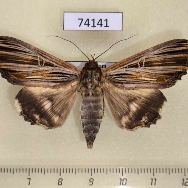 Noctuidae Ercheia multilinea f Vitnam