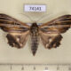 74141p Noctuidae Ercheia multilinea f Vitnam $10