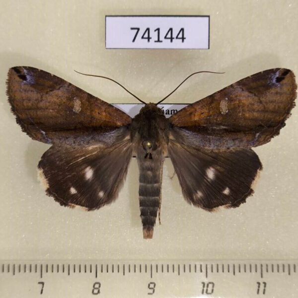 Noctuidae Ercheia multilinea Vitnam