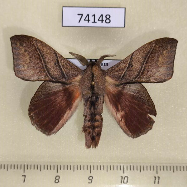 Lasiocampidae Arguda rectilinea Vietnam