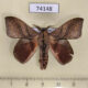 74148p Lasiocampidae Arguda rectilinea Vietnam $6