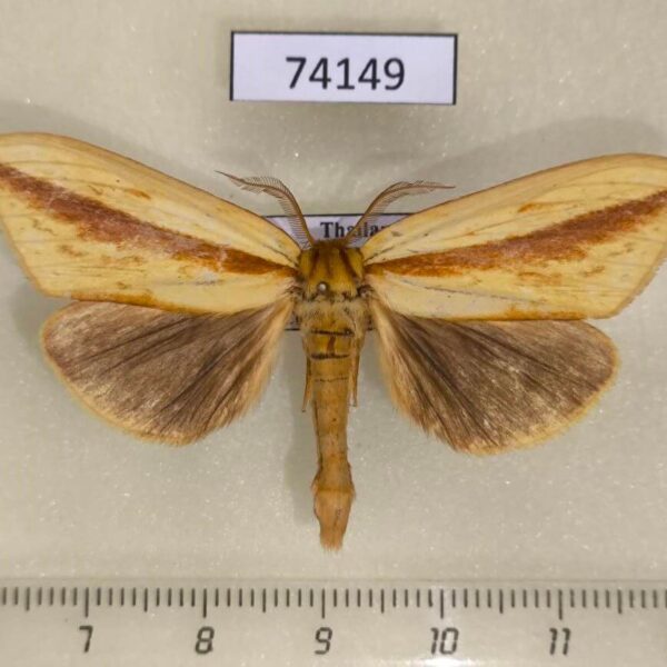 Notodontiidae Bireta longivitta Thailand