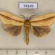 74149p Notodontiidae Bireta longivitta Thailand $8
