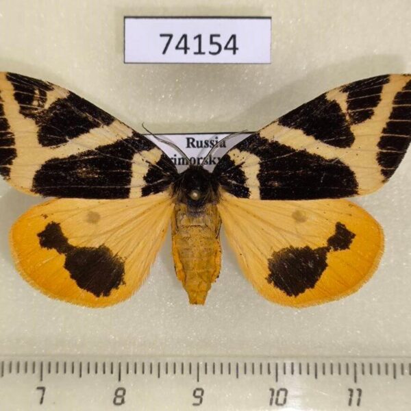 Lymantridae Numenes disparilis f Primorye