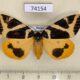 74154p Lymantridae Numenes disparilis f Primorye $20