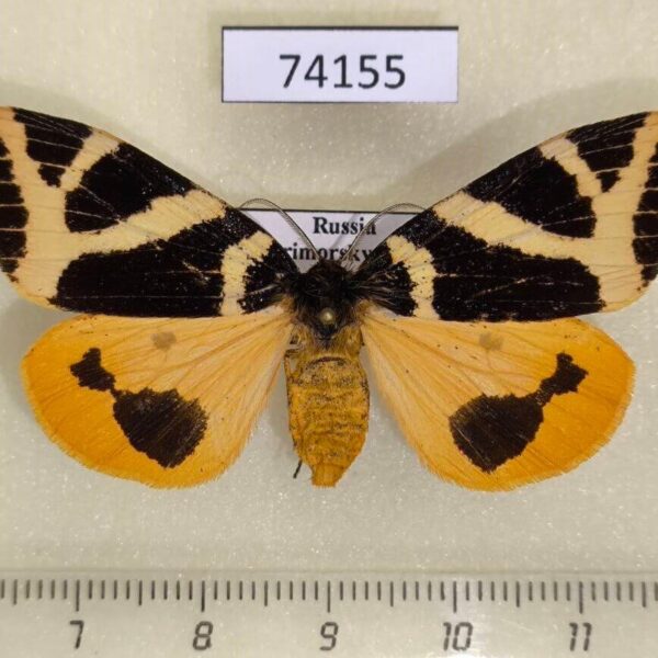 Lymantridae Numenes disparilis f Primorye